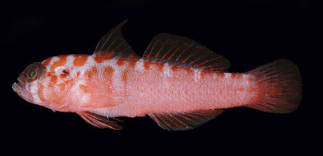 Image of Trench-head pygmygoby