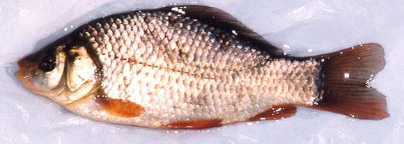 Image of Crucian Carp