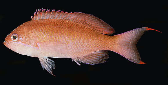 Image of Marcia&#39;s anthias