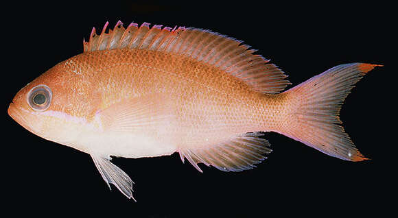 Image of Marcia&#39;s anthias