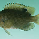 Image of Sheila&#39;s damselfish