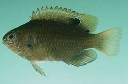 Image of Sheila&#39;s damselfish