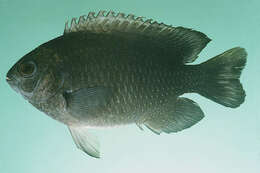 Image of Sheila&#39;s damselfish