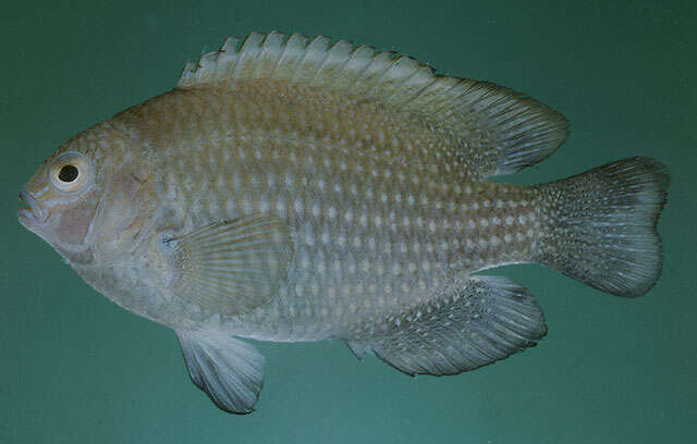 Image of Sheila&#39;s damselfish