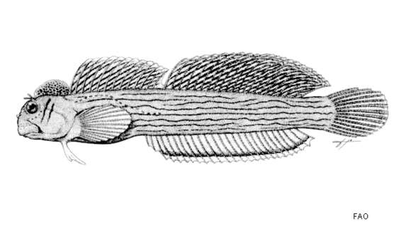 Istiblennius pox Springer & Williams 1994 resmi