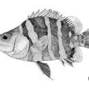 Image of Datnioides campbelli Whitley 1939