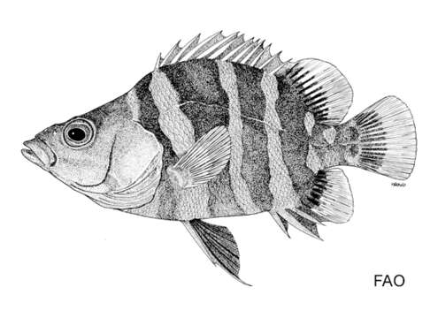Image of Datnioides campbelli Whitley 1939