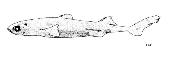 Image of Splendid lantern shark