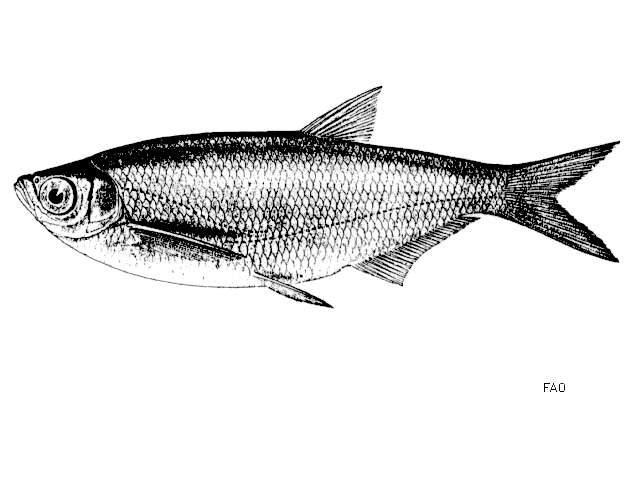 Image de Paralaubuca typus Bleeker 1864