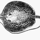 Image of Marbled freshwater whip ray