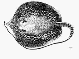 Image of Marbled freshwater whip ray