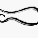 Image of Derby snake-eel