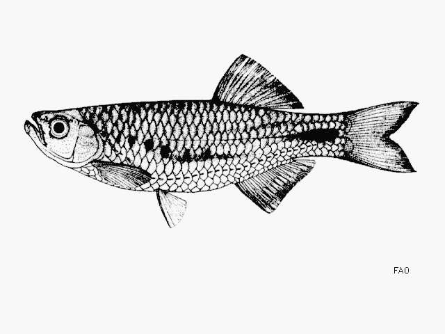 Image of Devario laoensis (Pellegrin & Fang 1940)