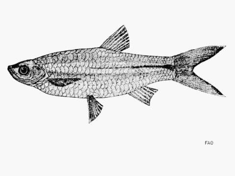 Слика од Rasbora aurotaenia Tirant 1885