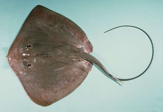 Image of Brown Stingray