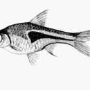 Image of Lambchop rasbora