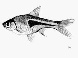 Image of Lambchop rasbora