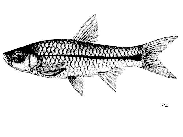 Image of Sidestripe rasbora