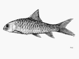 Image of Neolissochilus soroides (Duncker 1904)