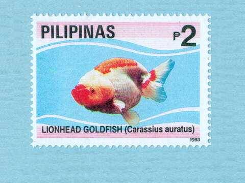 Image of Goldfish