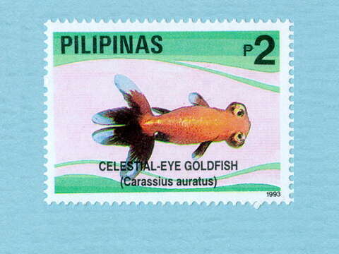 Image of Goldfish