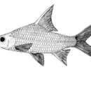 Image of Cyclocheilichthys furcatus Sontirat 1989