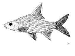 Image of Cyclocheilichthys furcatus Sontirat 1989