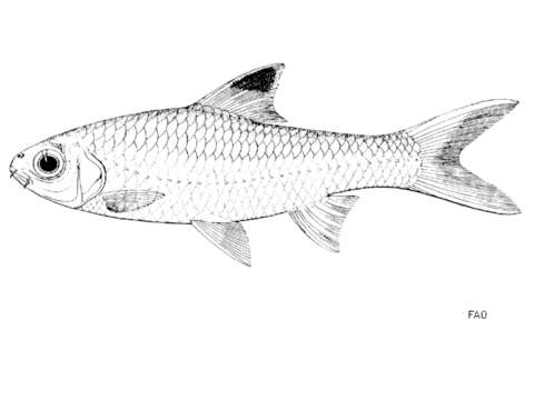 Image of Discherodontus