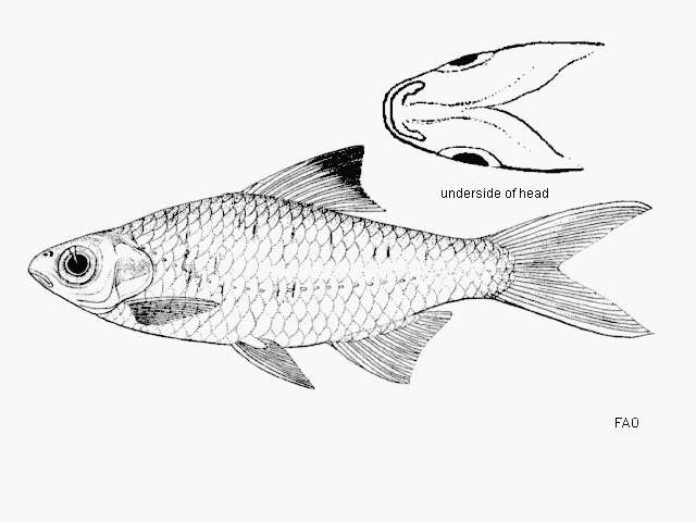 Image of Mystacoleucus atridorsalis Fowler 1937