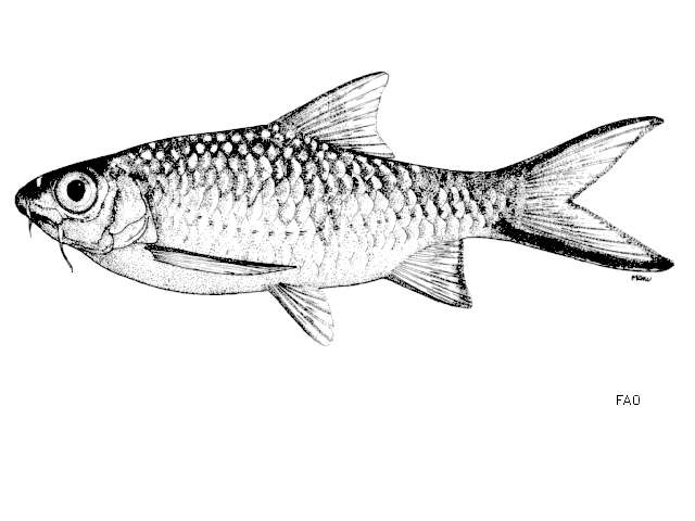 Image of Poropuntius deauratus (Valenciennes 1842)