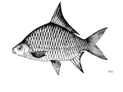 Image of Scaphognathops