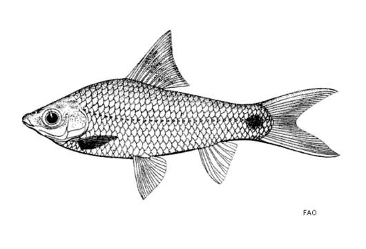 Слика од Cirrhinus caudimaculatus (Fowler 1934)