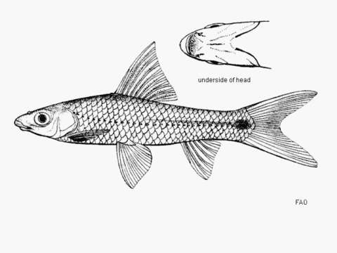 Image of Lobocheilos rhabdoura (Fowler 1934)