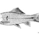 Слика од Osteochilus lini Fowler 1935