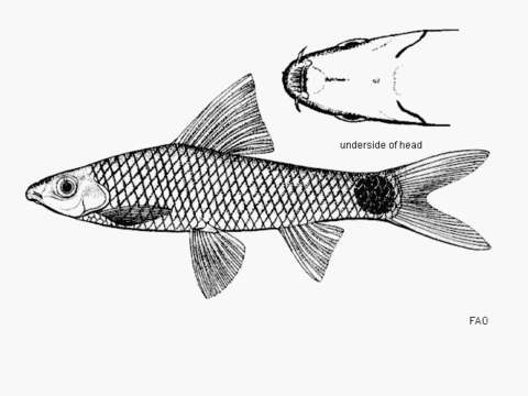 Image of Crossocheilus reticulatus (Fowler 1934)