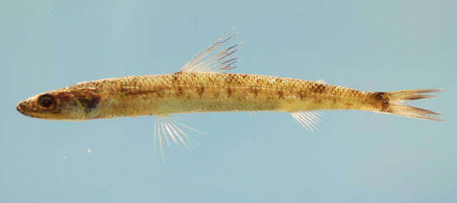 Image of Smallscale Lizardfish