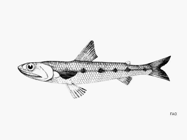 Image of Shortjaw Lizardfish