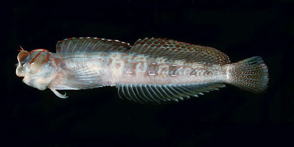 Image of Dashed-line blenny