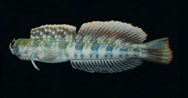 Blenniella paula (Bryan & Herre 1903) resmi