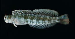 Blenniella paula (Bryan & Herre 1903) resmi