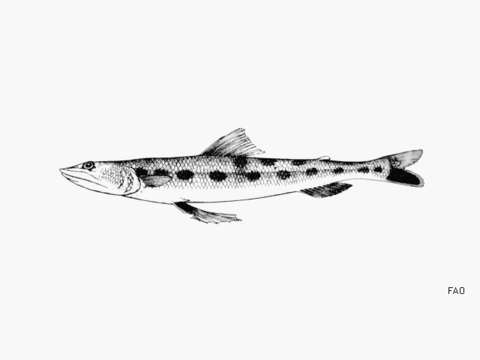 Image of Inshore Lizardfish