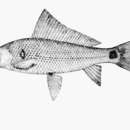 Image of Labiobarbus siamensis (Sauvage 1881)