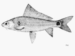 Image of Labiobarbus siamensis (Sauvage 1881)