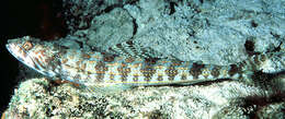 Image of Lizardfish