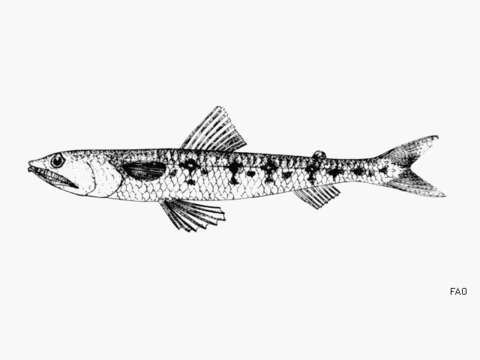 Image of Lizardfish