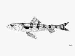 Image of Diamond Lizardfish