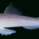 Image of Blunt-nosed lizardfish