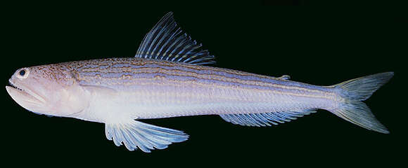 Image of Blunt-nosed lizardfish