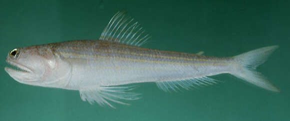 Image of Blunt-nosed lizardfish