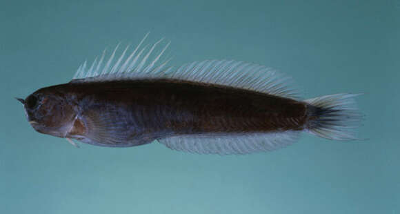 Image of Gulf blenny